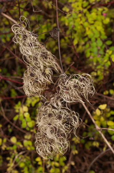 Ramoscello Clematis Vitalba Una Pianta Rampicante Dai Semi Setosi — Foto Stock