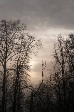 Gündoğumunda kışın bir ormanda yapraksız ağaçların siluetleri