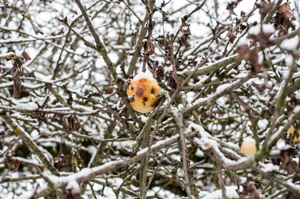 Kışın Karlı Bir Ağacın Dalında Sallanan Olgun Unutulmuş Bir Elma — Stok fotoğraf