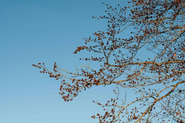 Cúpulas Vazias Uma Faia Luz Solar Dourada Uma Tarde Inverno — Fotografia de Stock