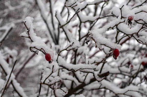 狗的小枝玫瑰灌木 红色果实覆盖着雪 — 图库照片