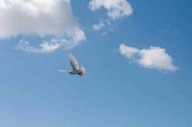 Beyaz tüylü bir güvercin mavi gökyüzünde bulutlarla uçuyor.