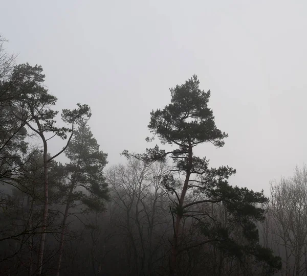 fir trees and bare deciduous trees on a gray winter day in foggy forest
