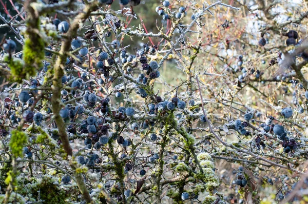 Detailní Záběr Modré Bobule Trnitého Keře Slunečného Zimního Rána — Stock fotografie