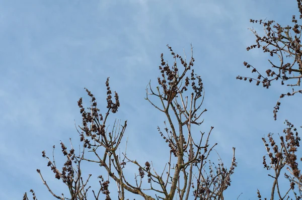 Сухие Увядшие Цветы Ветвях Лилового Кустарника Зимой — стоковое фото