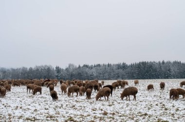 Swabian alblerinde karlı bir çayır otlayan bir koyun sürüsüyle