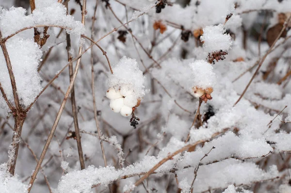 在冬季用积雪覆盖的小枝的雪莓灌木的有毒的白色果实的特写 — 图库照片