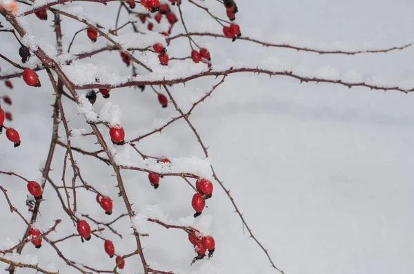 在冬日里 狗的臀部被雪覆盖着的玫瑰花丛 — 图库照片