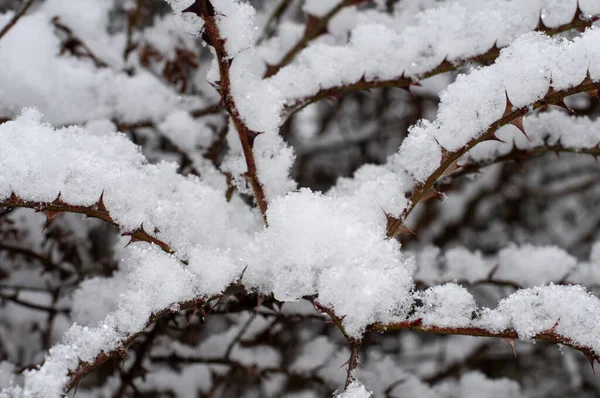 冬天被雪覆盖的野玫瑰灌木的枝条 — 图库照片