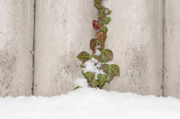 Una Ramita Hiedra Trepadora Una Pared Cemento Jardín Cubierto Nieve — Foto de Stock