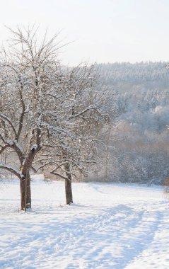 Yapraksız elma ağaçları ve karla kaplı patikası olan bir yamaç.