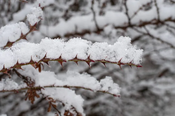 野玫瑰灌木上覆盖着雪的枝条的特写 带有尖锐的刺 — 图库照片