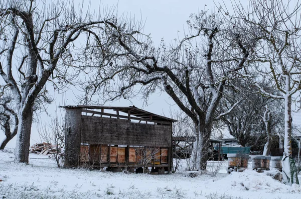 Ruches Abeilles Bois Entre Pommiers Nus Dans Verger Enneigé Hiver — Photo