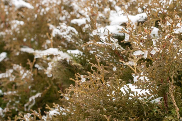 Tání Sněhu Věčně Zelených Listech Živého Plotu Thuja Slunci — Stock fotografie
