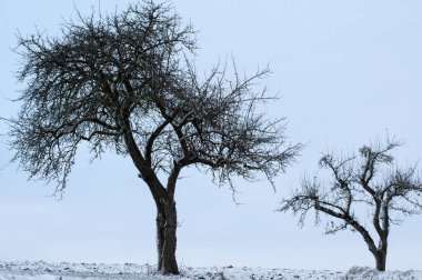 Bir kış sabahı, karlı bir bahçede çıplak elma ağaçları.