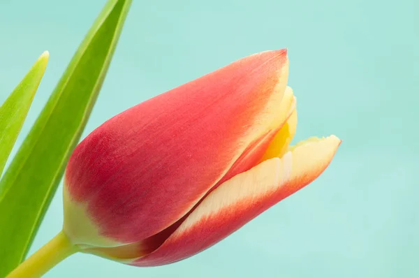 Egyetlen Tulipánvirág Vörös Krémes Fehér Szirmokkal — Stock Fotó