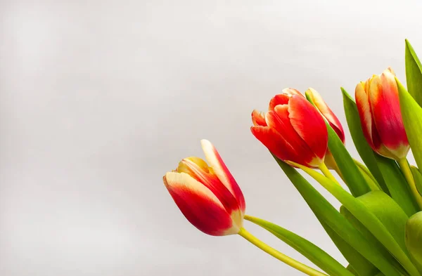 Tulipán Csokorban Piros Krém Fehér Szirmok — Stock Fotó