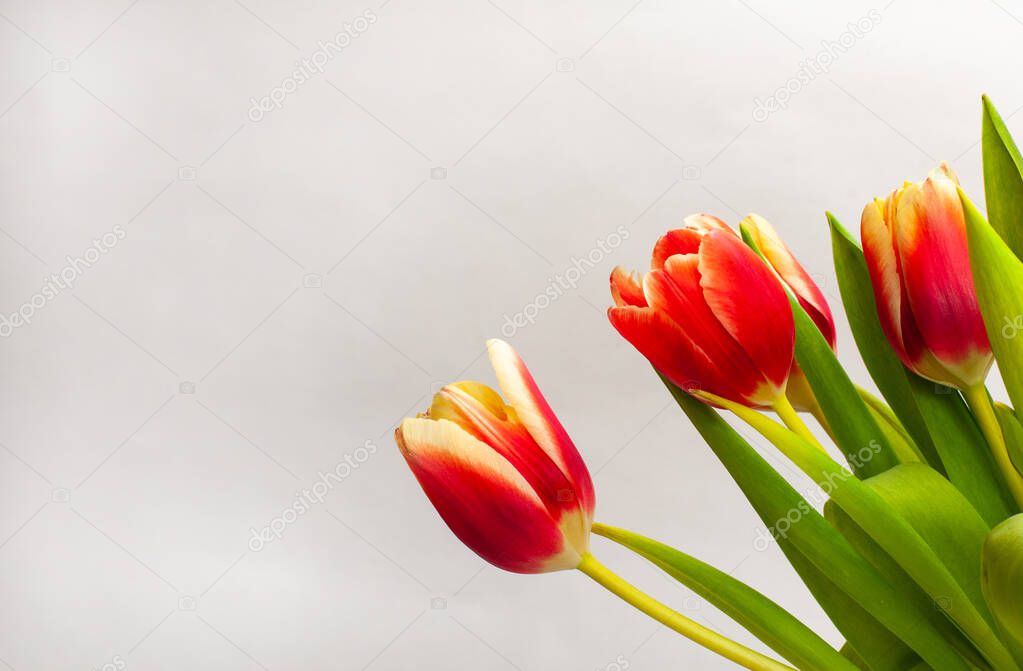 tulips in a bouquet with red and cream white petals