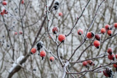Kış mevsiminde kışın donla kaplı bir köpeğin kırmızı kalçaları.