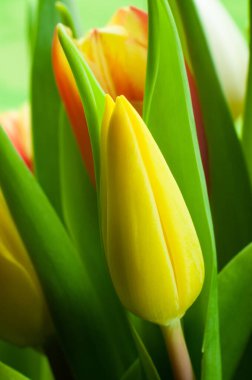 Sarı bir lale çiçeğinin bir demet çiçekteki yakın çekimi.