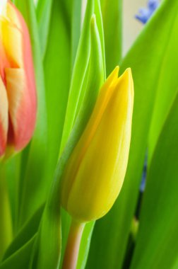 Sarı bir lale bir demet bahar çiçeğinin içinde çiçek açıyor.