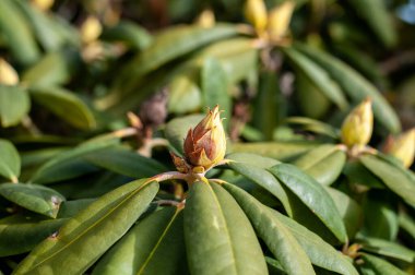 Bahçedeki bir çalı çalısında bir tomurcuğa yakın çekim