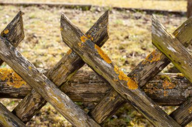 Sarı zambaklarla büyüyen çitlerin ahşap kaplamaları.