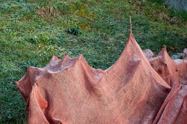 Jutegewebe Bedeckt Frostempfindliche Rosensträucher Auf Einer Wiese Einem Kalten Wintermorgen — Stockfoto