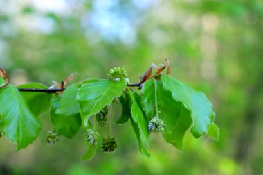 Bahar mevsiminde bir kayın ağacının dalına Çiçekler ve yaprakların kenarlarında ipek saçlar