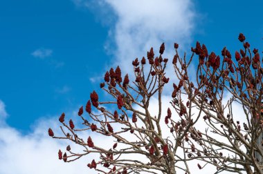Yapraksız ağaç dalları kışın kırmızı konik akıntılarla birlikte.
