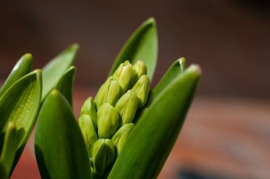 Baharın başında bir sümbülün tomurcuklarının makrofotoğrafçılığı