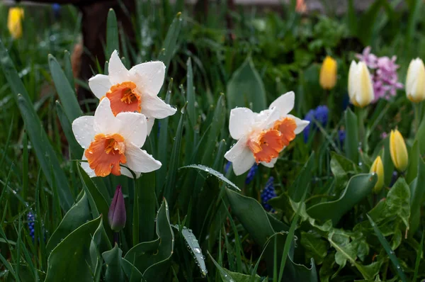 Närbild Narcissus Blommor Med Vita Tepals Och Orange Färgade Coronas — Stockfoto