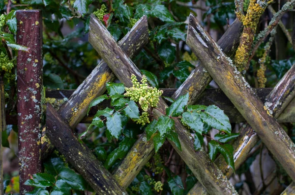 Oregon Grape Bush Yellow Flowers Old Wooden Fence Rainy Day — Stock Photo, Image