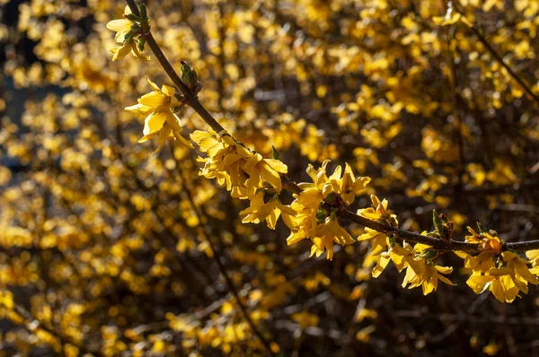 Közeli Kép Virágzó Egy Forsythia Bokor Napfényben — Stock Fotó