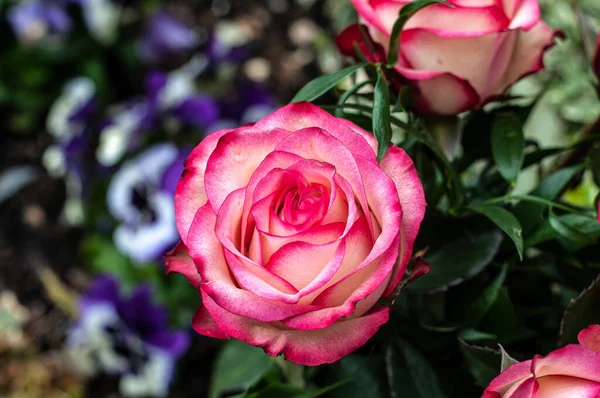 분홍색 꽃잎이 정원에 꽃봉오리의 — 스톡 사진