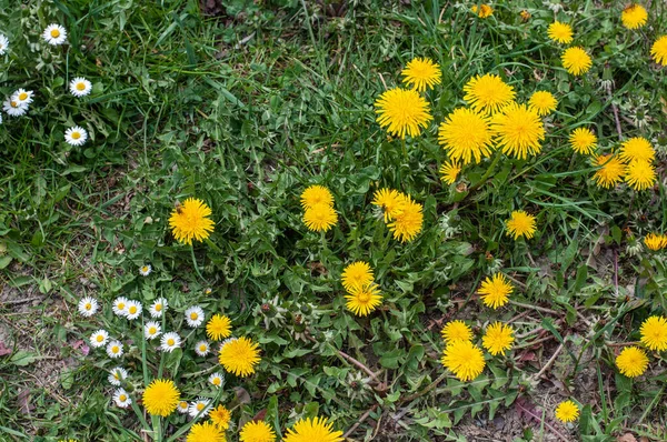 close-up of yellow dandelions and white daisies in an uncultivated meadow