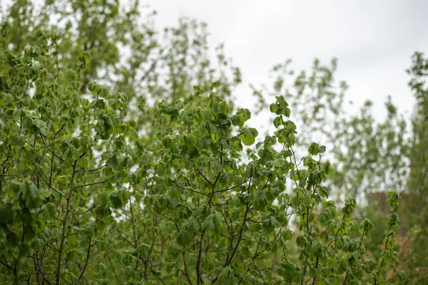 Ветки Орешника Каплями Воды Зеленые Листья Дождливый День Весной — стоковое фото