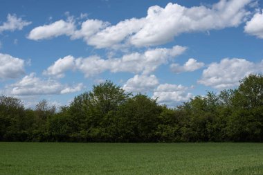 Tüylü beyaz bulutların açık mavi gökyüzünde olduğu ilkbaharda kırsal bir manzara.