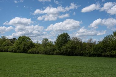 Yeşil buğday tarlasının kenarındaki çalıların ve ağaçların olduğu bir bahar manzarası