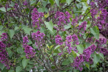 Bahar bahçesinde küçük mor çiçekli bir leylak çalısı.