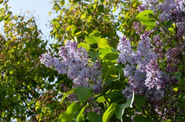 Pastel renkli çiçekleri olan leylak bir çalılığın çiçek açan dalları.