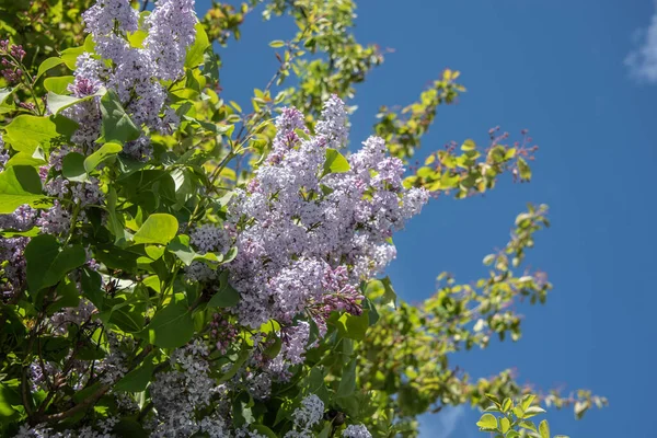 Las Ramas Florecientes Arbusto Lila Con Flores Color Pastel Día —  Fotos de Stock