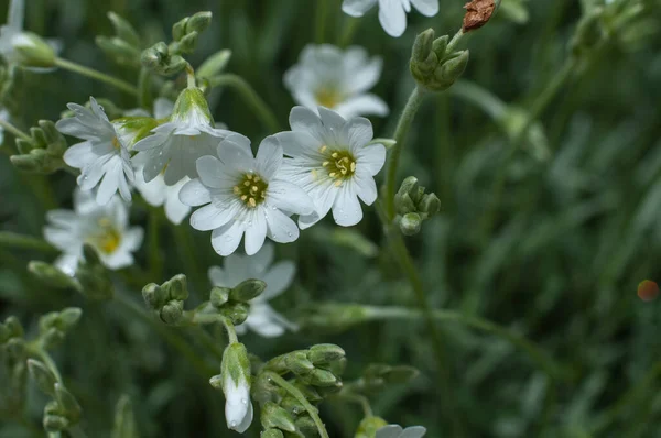 Zbliżenie Małych Białych Kwiatów Cerastium Tomentosum Kroplami Deszczu Płatkach — Zdjęcie stockowe