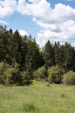 İlkbaharda Ardıç Heathland 'da arka planda bir orman olan bir çayırda manzara