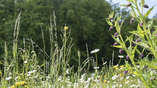 Widok Łąkę Trawą Dzikimi Kwiatami Jak Marguerite Stokrotki Comfrey Hawkweed — Zdjęcie stockowe
