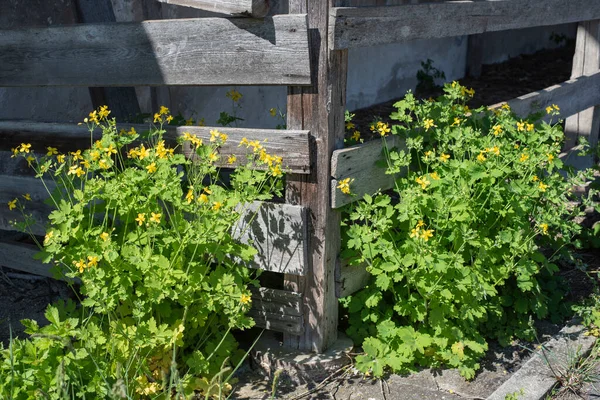 Közeli Kép Sárga Virágzó Nagyobb Celandine Egy Egyszerű Kerítés — Stock Fotó