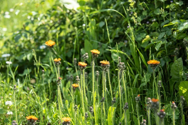 Blommande Hökweedväxter Med Håriga Stjälkar Och Apelsinblad Äng — Stockfoto