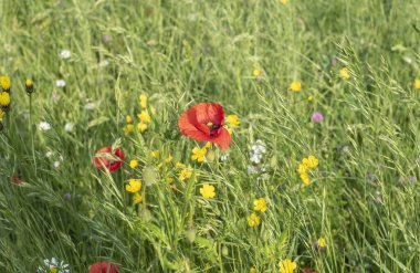 a wildflower meadow on a sunny day with red poppies and buttercups