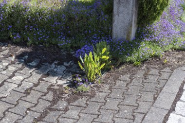 the fresh leaves of a hawksbeard growing between the paving stones of a yard