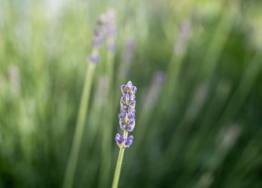 a purple inflorecsence of lavandula officinalis of lavender in a garden